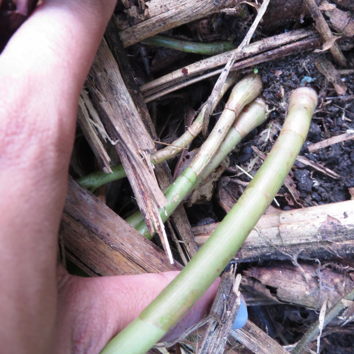 Get to know emerging invasive alien threats in #SouthAfrica: Spiral ginger (𝘊𝘰𝘴𝘵𝘶𝘴 𝘢𝘧𝘦𝘳) is named because of its distinctive spiralling leaf stems, which are typically densely packed together. Let <a href="/SANBI_ZA/">SA Biodiversity</a> know if you spot this species.