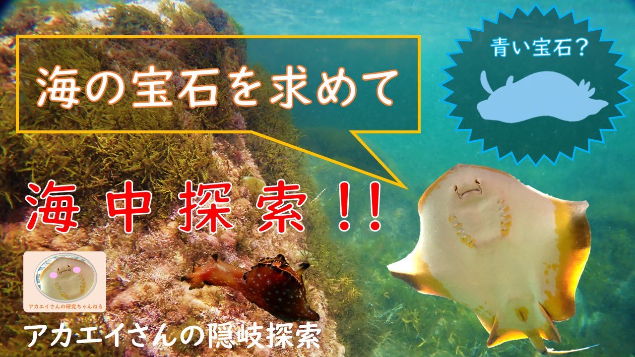 アカエイさん Marinebioris Twitter