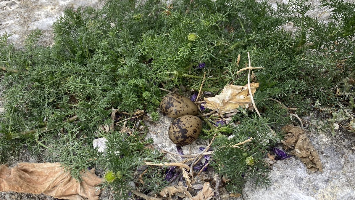 Alex_the_finch's tweet photo. Itโs the time of the breeding season where many Common #Tern nests have fledged and others are still incubating!
Seen on my surveillance walk on the path today:
Pic 1: two eggs in a nest
Pic 2: two chicks <1 week old
Pic 3: one flying fledgling
#TeamTern #Seabirds
@BirdWatchIE https://t.co/Gg1j1XEY4l