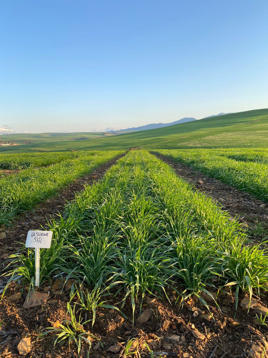 Sabbi_barley's tweet photo. Sabbi rainfed barley varieties progressing well in Caledon 📸 @RoryBlok https://t.co/hzFDnHfTpM