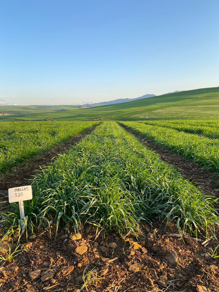 Sabbi_barley's tweet photo. Sabbi rainfed barley varieties progressing well in Caledon 📸 @RoryBlok https://t.co/hzFDnHfTpM