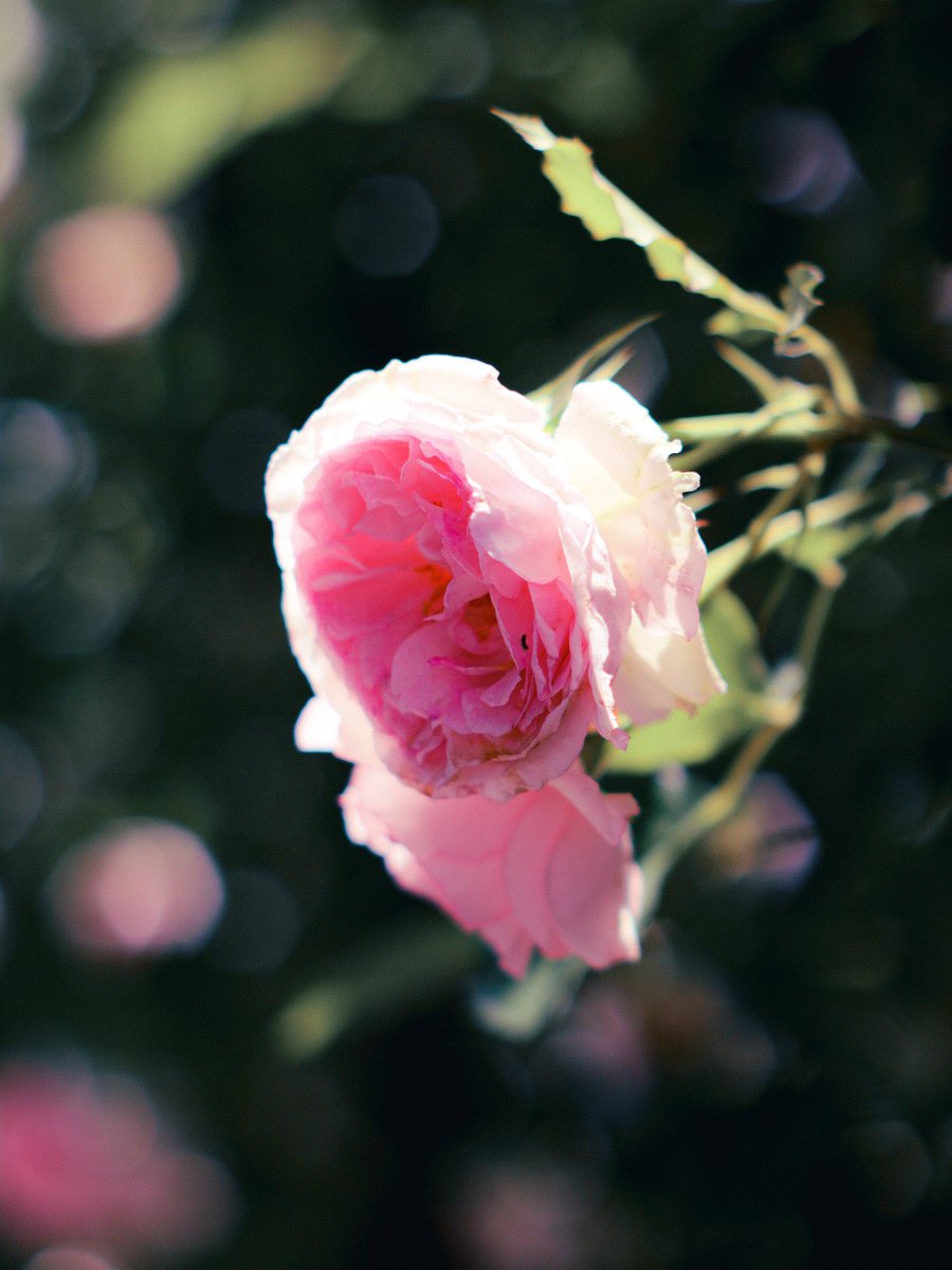 ___20comi's tweet photo. 薔薇 https://t.co/iLcjiABXco
