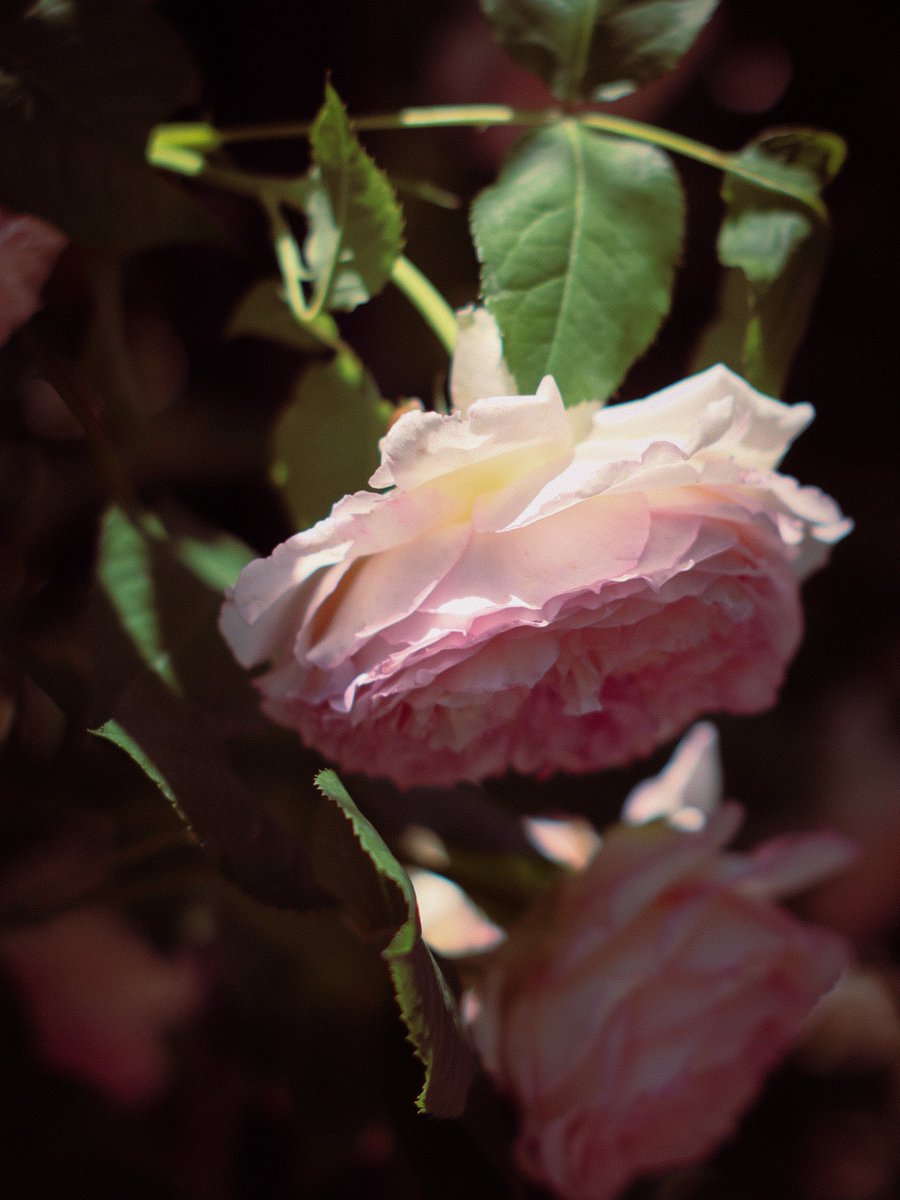 ___20comi's tweet photo. 薔薇 https://t.co/iLcjiABXco