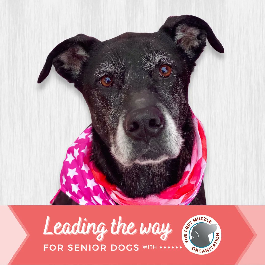 UPAWS1's tweet photo. UPAWS is honored to receive a #GreyMuzzleGrant from
The Grey Muzzle Organization supports our lifesaving
work for senior dogs in need! Together with
@GreyMuzzleOrg, we're leading the way to ensure every
senior dog thrives in their golden years.
#SavingSeniorsTogether #upaws https://t.co/R3j06Fsvym