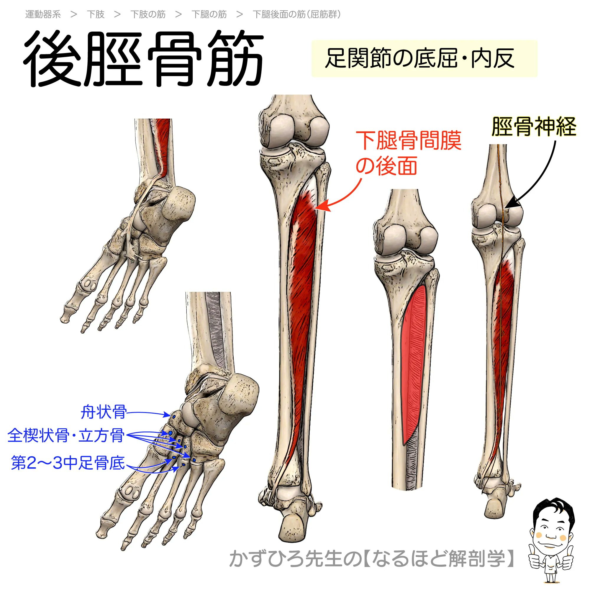 岡嶋解剖学 91qIwTotaDL._UF1000,1000_QL80_.jpg