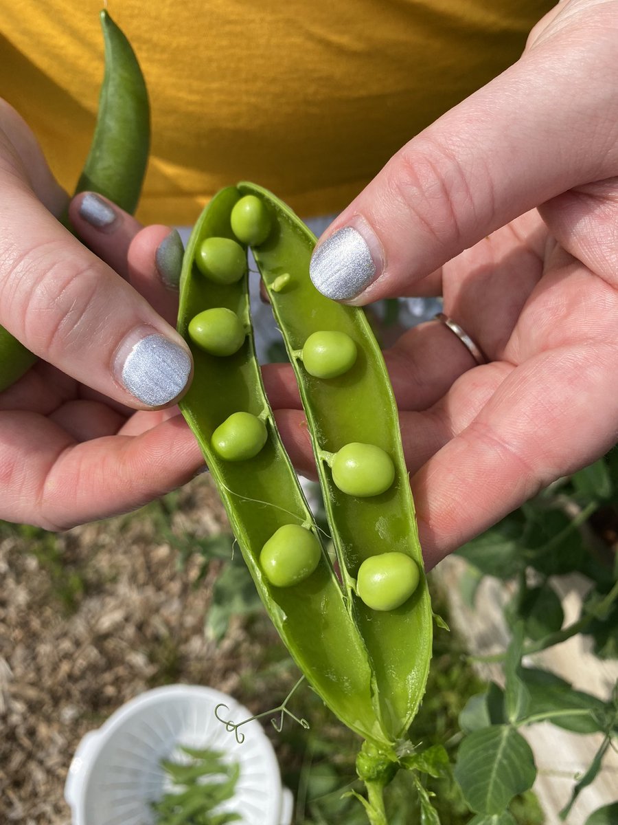 St_Col_Home_Ec1's tweet photo. Beautiful day, checking in on our bees and garden! Harvesting some peas! 🥰 Fresh is best! https://t.co/YgY1gVrqJW