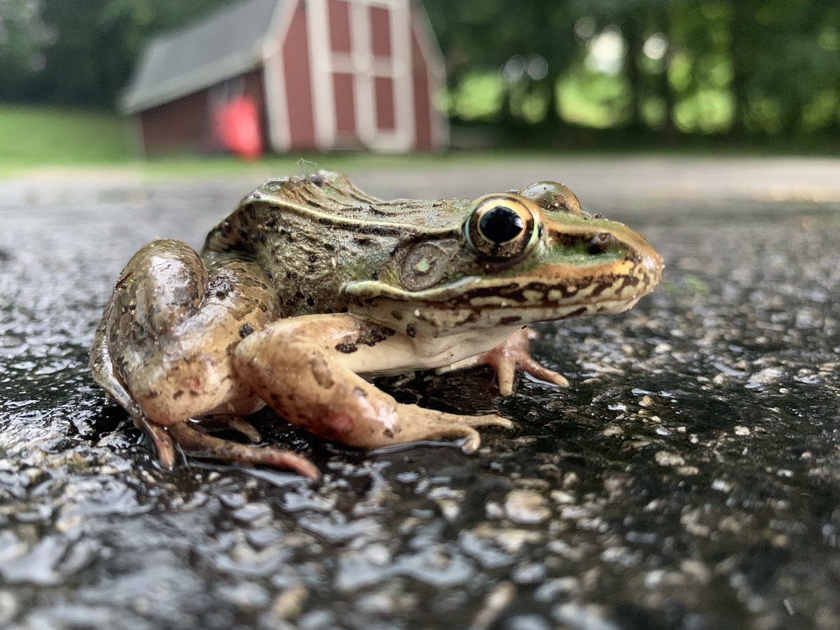 kingdittles's tweet photo. Hey there little buddy #frog #rain #nature #eyes #amphibian #amphibious #outside #tree https://t.co/lV6UeEmboU