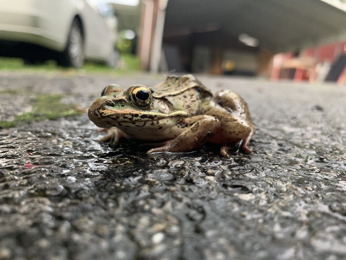 kingdittles's tweet photo. Hey there little buddy #frog #rain #nature #eyes #amphibian #amphibious #outside #tree https://t.co/lV6UeEmboU