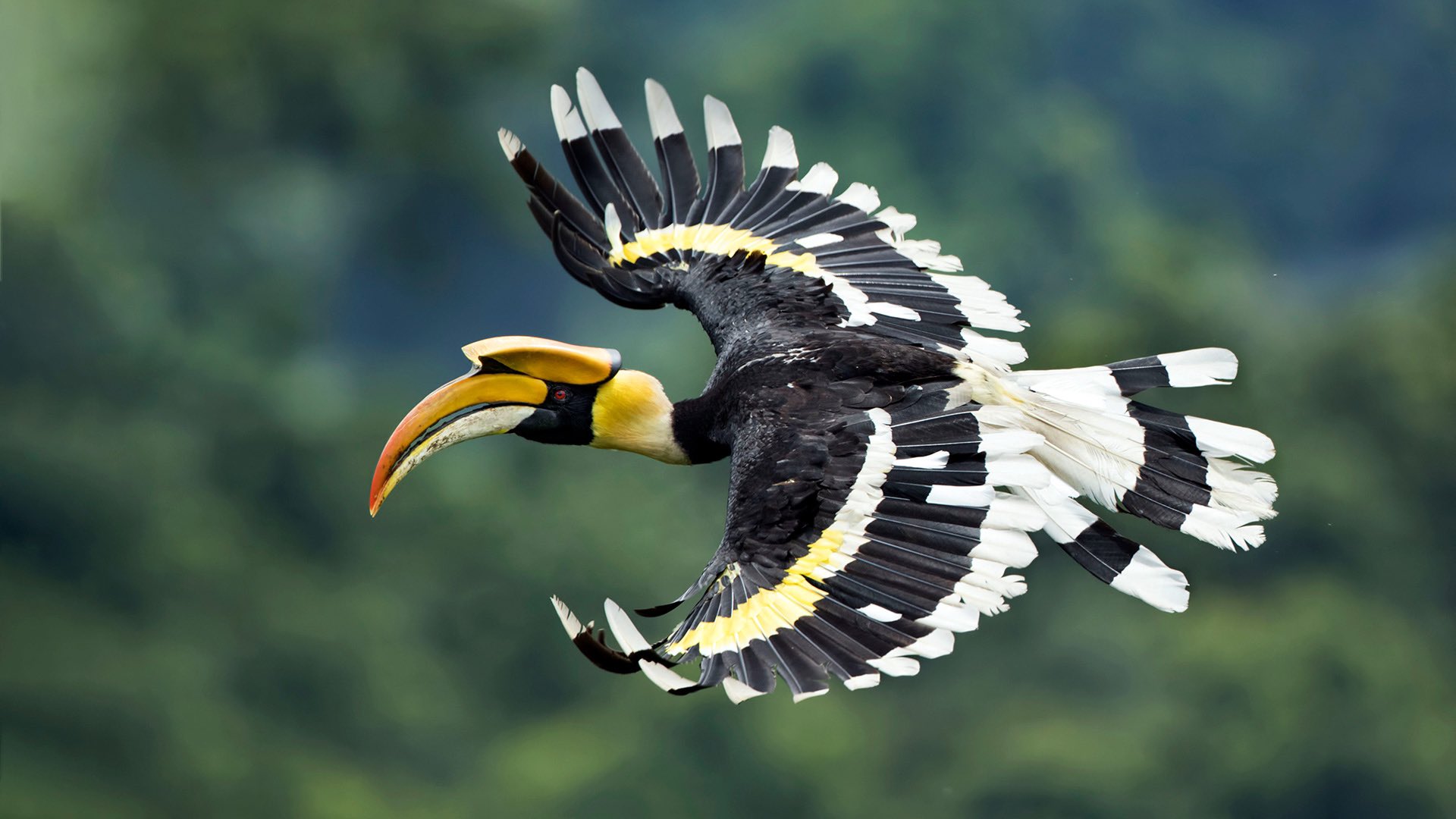 great hornbill flying in groups