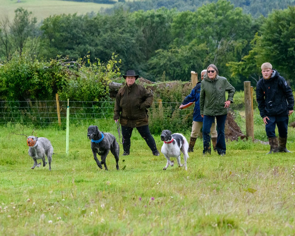 lurcherwork's tweet image. #lurcher #lurecoursing #runningdogs #coursing #dograce