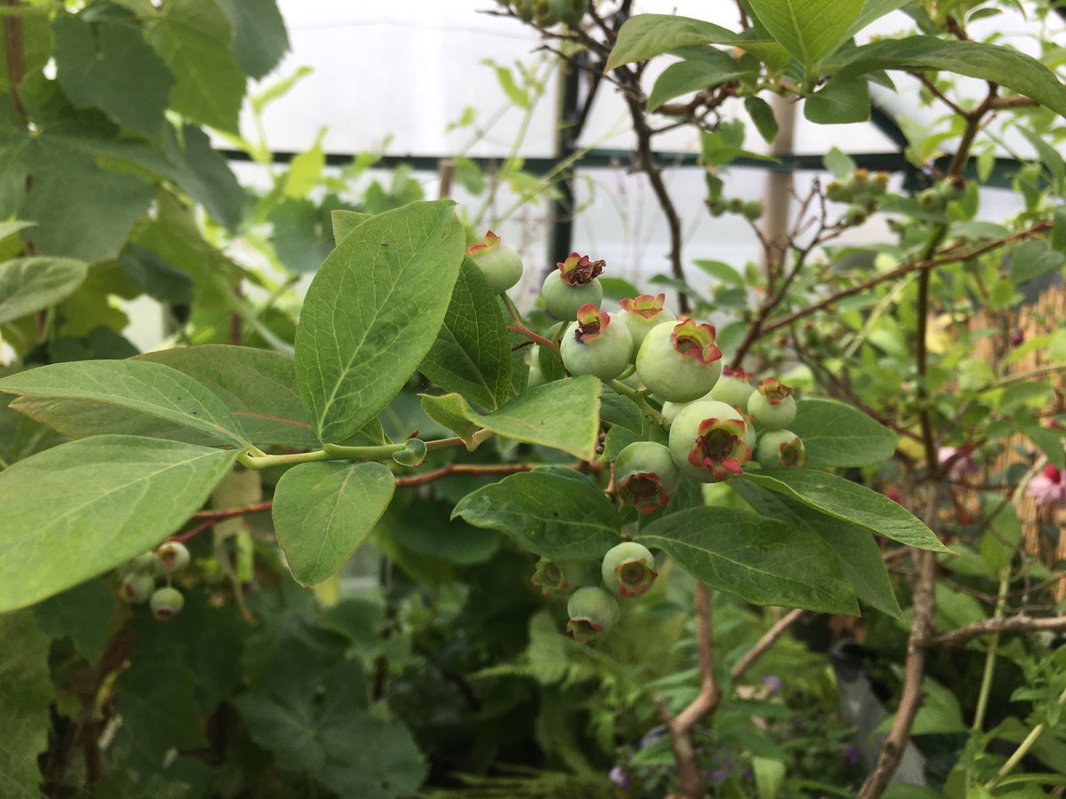 Blueberries are looking very promising 😃🫐🫐🌿
