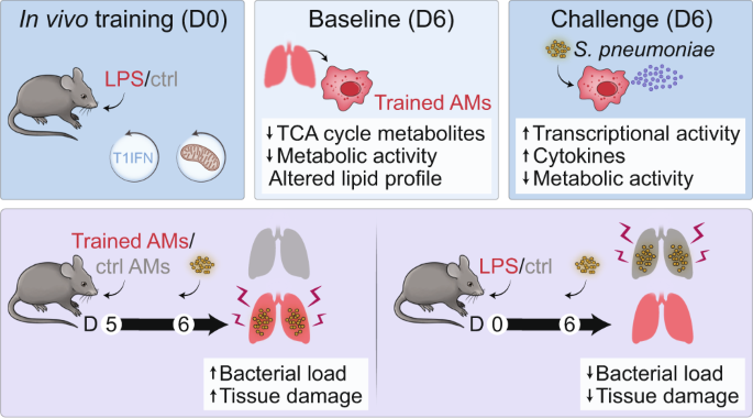Mucosal Immunology (@mucosalimmunol) on Twitter photo Trained immunity of #AlveolarMacrophages requires metabolic rewiring and type 1 interferon signaling in this work from <a href="/S_Zahalka/">Sophie Zahalka</a> and <a href="/SylviaKnapp_Lab/">Sylvia Knapp - Lab</a> with <a href="/GorkiThea/">Thea Gorki</a> and colleagues
nature.com/articles/s4138… Trained immunity of #AlveolarMacrophages requires metabolic rewiring and type 1 interferon signaling in this work from <a href="/S_Zahalka/">Sophie Zahalka</a> and <a href="/SylviaKnapp_Lab/">Sylvia Knapp - Lab</a> with <a href="/GorkiThea/">Thea Gorki</a> and colleagues
nature.com/articles/s4138…