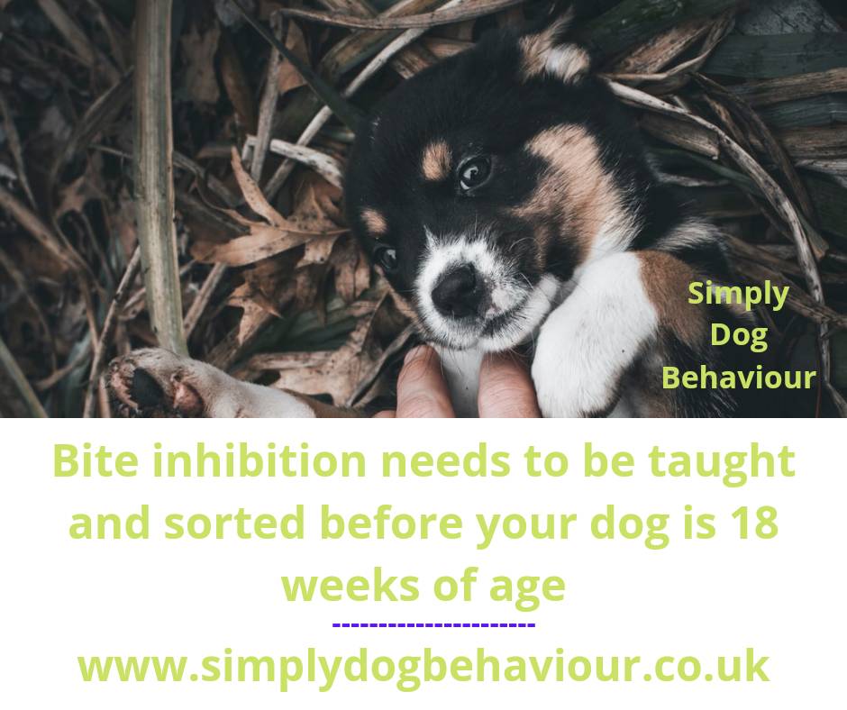 SimplyDogBhvr's tweet photo. Bite inhibition needs to be taught and sorted before your dog is 18 weeks of age. #dog #biteinhibition #dogcommunication #dogbehaviour #dogbehaviourist #dogs #dogtrainer #dogtraining #dogtrainingtips #positivedogtraining #forcefreedogtraining #simplydogbehaviour https://t.co/Lw53qYvtS8