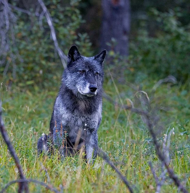 Canada’s Mountain National Parks have proven to be a sinkhole for wolves. Extra protection is required to maintain intact wolf families &amp; ecological integrity.
wolfawareness.org/no-refuge
Photo of Nanuk by Peter Dettling
#wolves #wildlife #habitat
