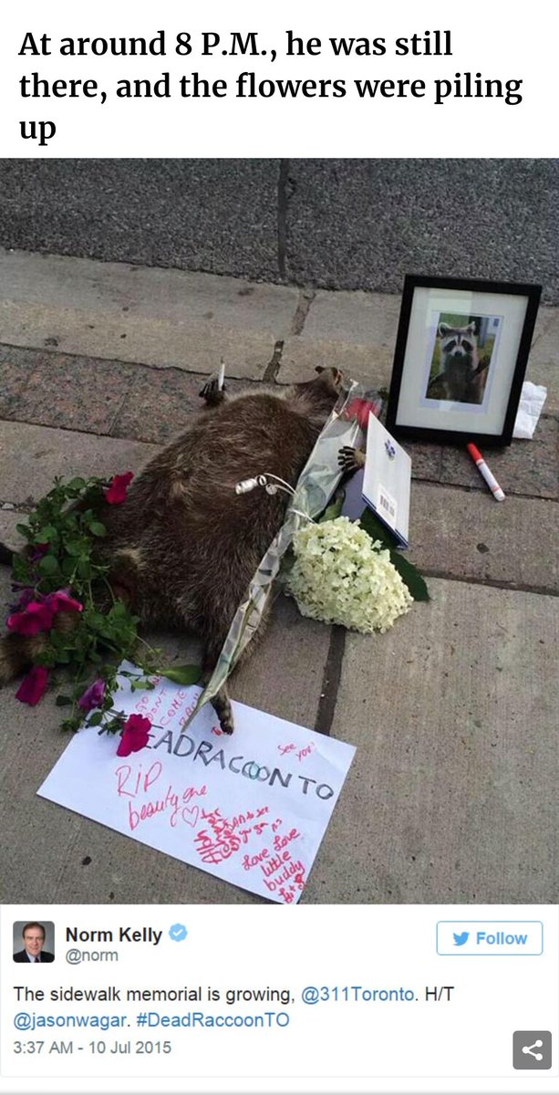 mravas05's tweet photo. Cómo olvidar la vez qué en Toronto un Mapache murió en la orilla de la calle y la gente le armó un velorio 🤣, hasta un cuadro le pusieron 🤣🤣🤣
#deadracoonto https://t.co/Q3URva9PGN