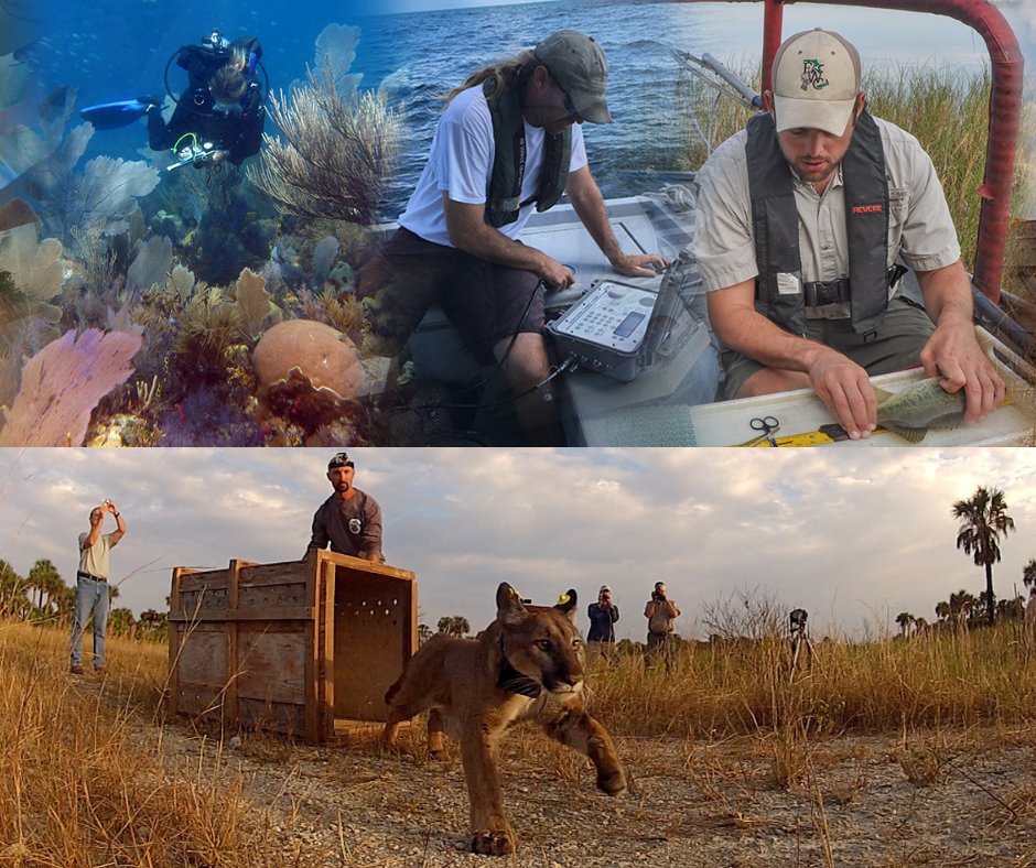 MyFWC's tweet photo. What is the Florida Fish and Wildlife Research Institute? The science behind the management of FWC! https://t.co/4V9vBwX2M7 #FWRI https://t.co/sRNV7NOVFt