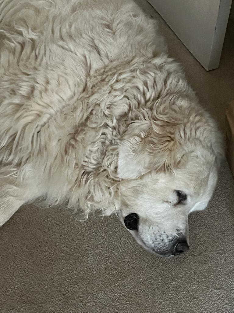 <a href="/rach_liv_uni/">Dr Rachel Oldershaw 🌻 🇺🇦</a> Of course, always the case for our 4 legged friends  just hope too many won't be about in this heat!!