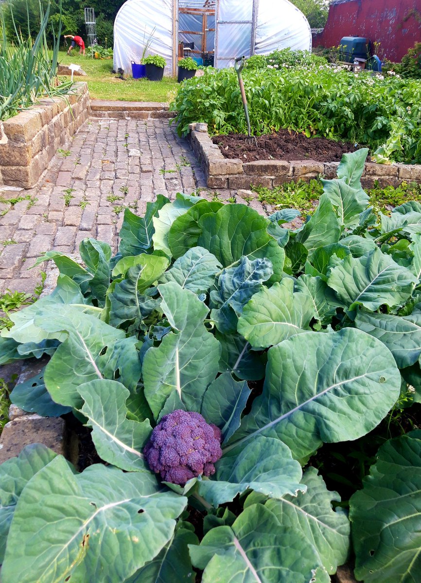 alisonj737's tweet photo. @OutbackGardenHX And beautiful brassicas https://t.co/mdDPx3gkvp