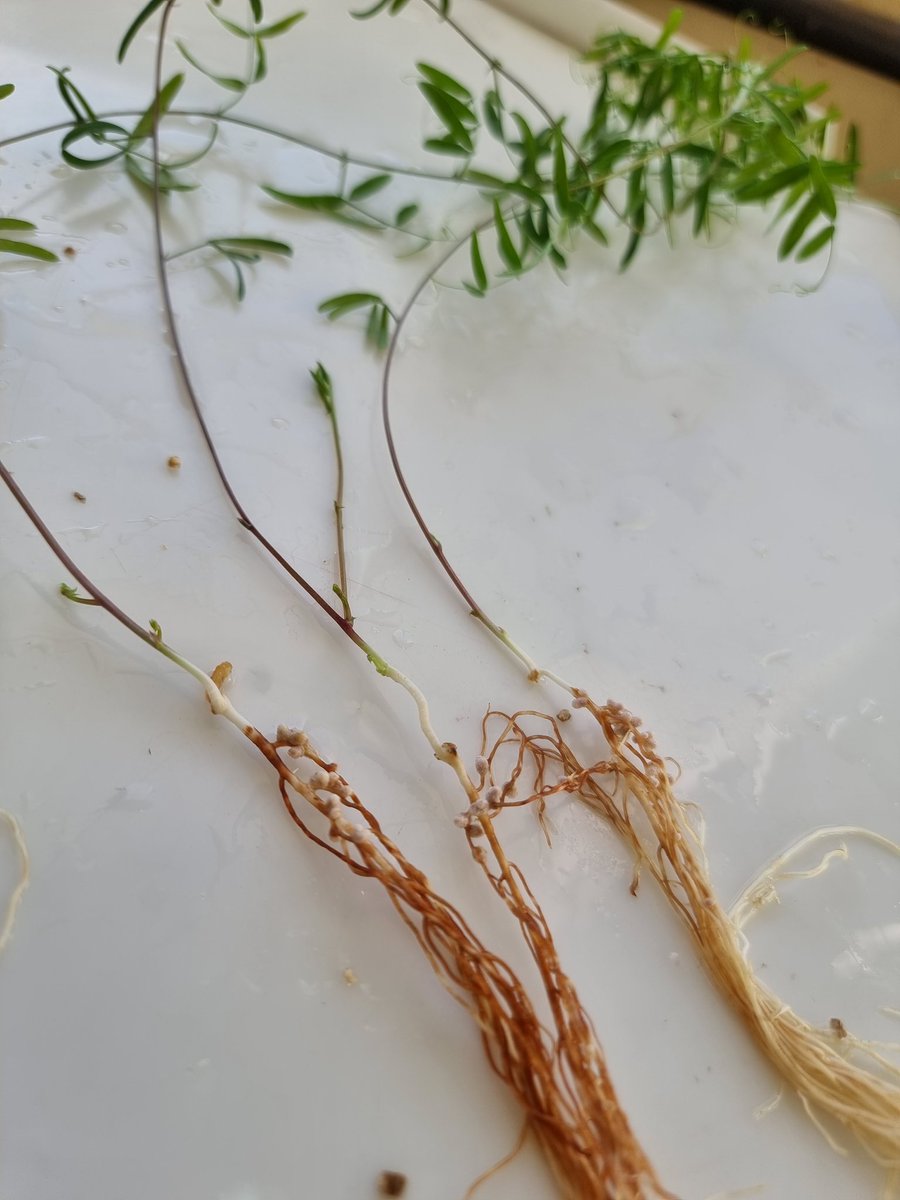 camilailla's tweet photo. Evaluación del test de Burton en vicia con simple y doble dosis de inoculante. https://t.co/nH6j8U0b1w