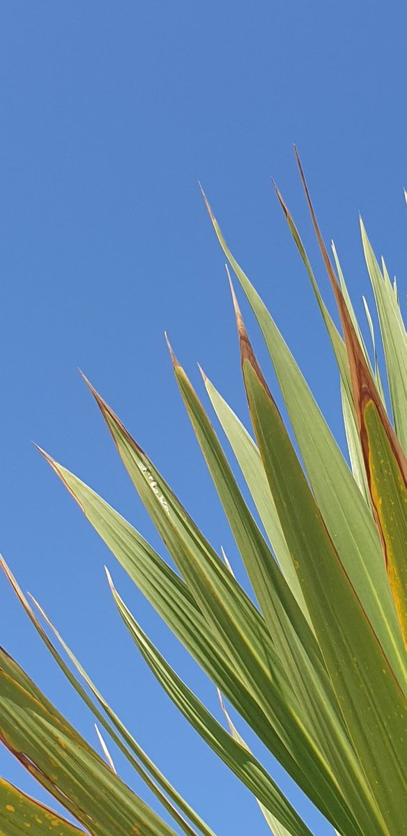 #retired and on holiday in Devon, stifled by the heat, but thinking about all my ex colleagues from <a href="/BDCFT/">BDCFT NHS</a> working in this heat, many in uniform, through the last few days
#dedication...that's what makes you all amazing #beproud