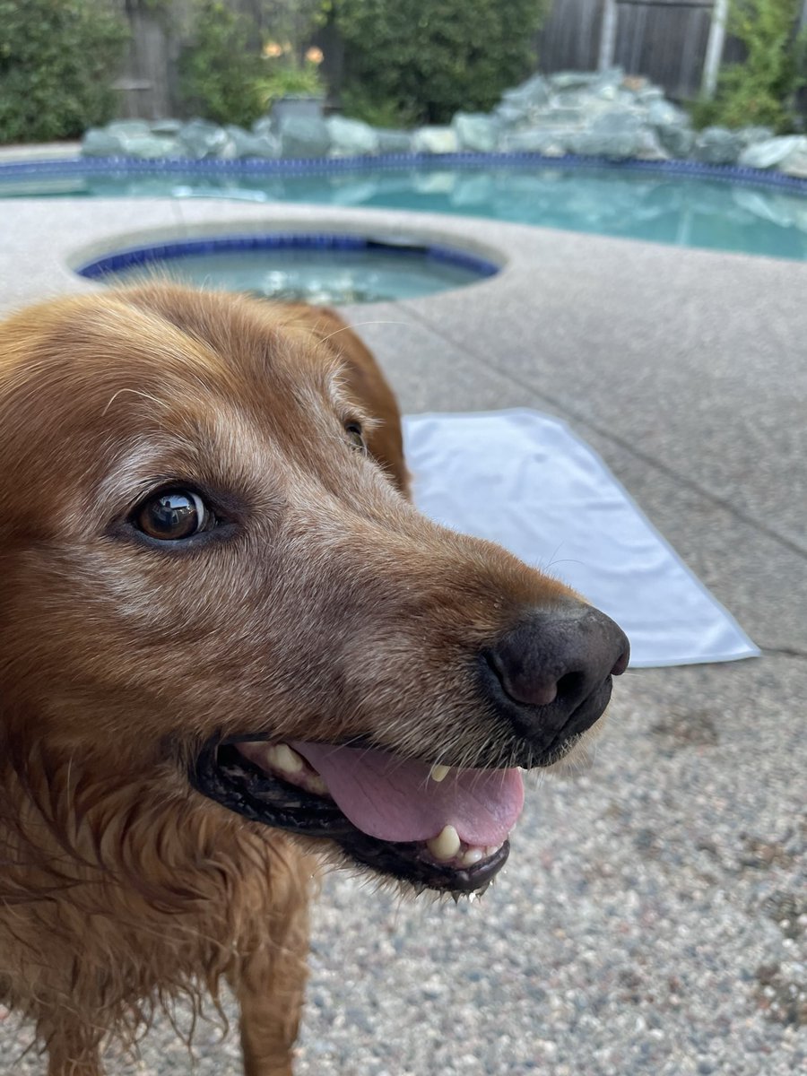 The prince is ready for his morning swim. His towel set down as required. #spoileddogs #Californiadogs #GoldenRetrievers