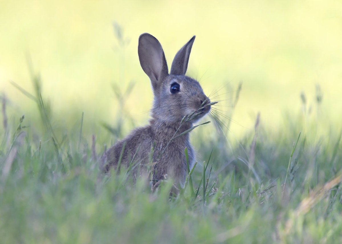 CarlBovisNature's tweet photo. Emergency bunny. 🐰
 Instructions;
1. click on pic.
2. Say 'ahh'.
3. Share.
4. Feel better. 👍🥰 https://t.co/zYcQctyIp1