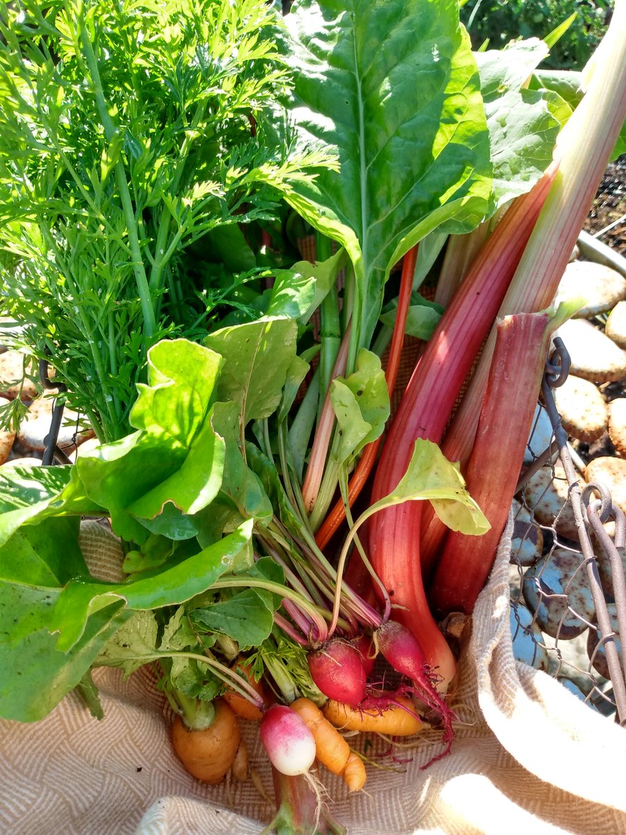 A modest harvest from my #allotment garden. Gonna make rhubarb coffee cake and salad for lunch :) #growyourownfood  #veggiegardening #ediblegarden