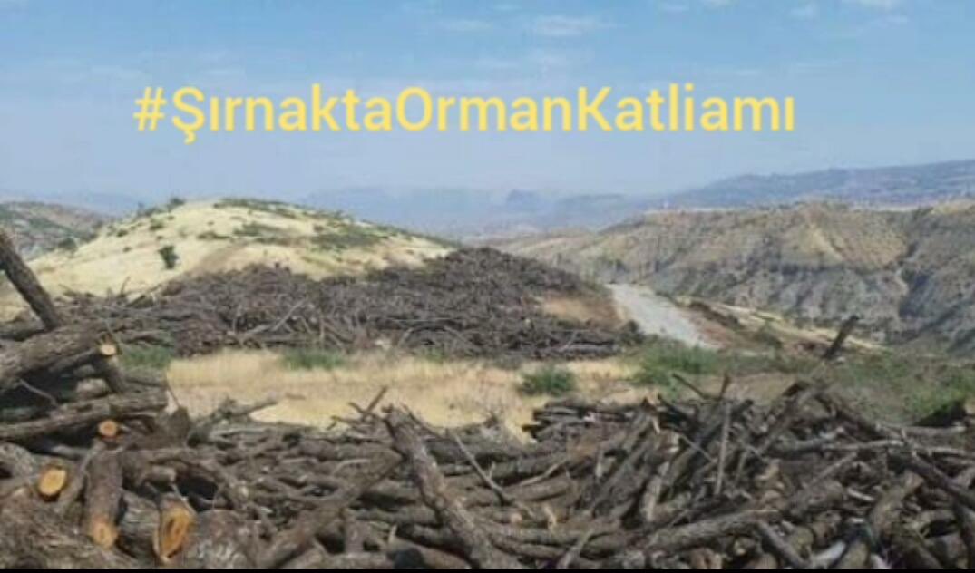 rojhatdilsiz7's tweet photo. Şırnakta doğa katliamı devam ediyor. Bu talana sessiz kalmak, ortak olmaktır. Sesimizi duyun…#şırnaktaormankatliamı https://t.co/uOsr3fjN6K