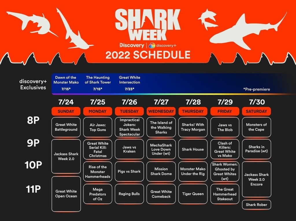 Shark Diving Xperts tweet media