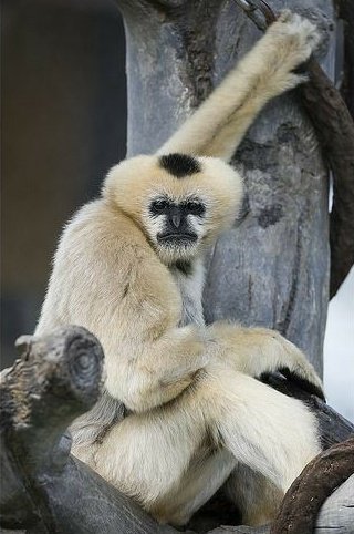 noodlegibbon's tweet image. Grumplon