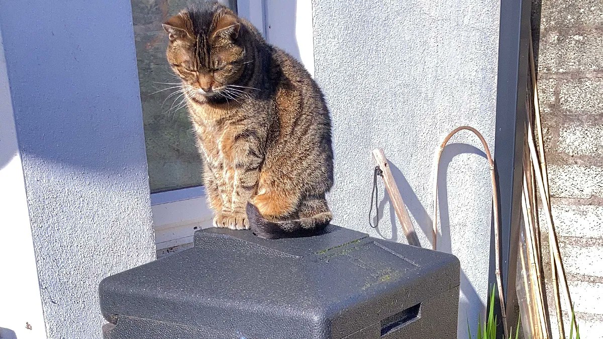 Coming soon to a theatre near you ... It's 'Cat on a HOTBIN Roof' ... 😹 Thanks to Ann for sending us a photo of 'Kitty', her pretty kitty! #CatOnaHOTBINRoof #MyHOTBIN #Composting