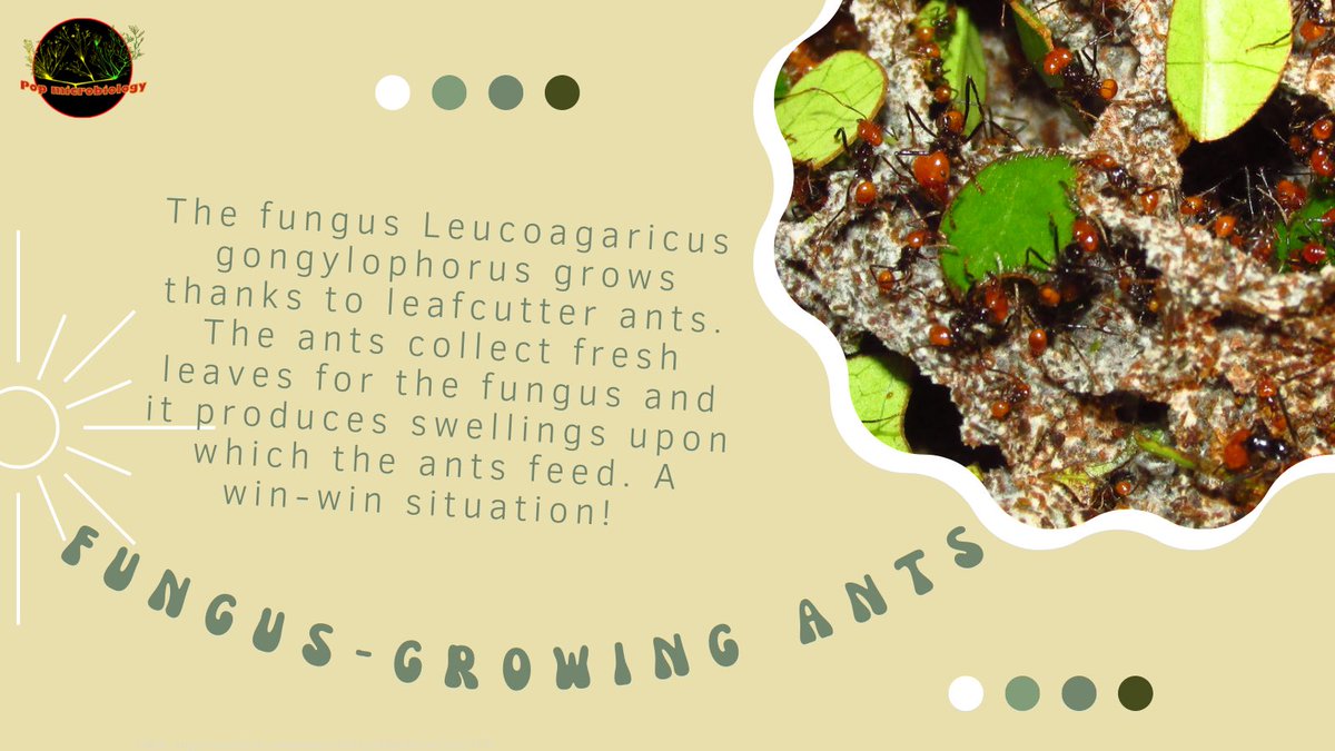 Did you know #ants can #cultivate #fungi?? #fungus #mycology #agriculture #winwin #mutualism #yougetwhatyougive #helpeachothergrow #underground #microbiology #biology #didyouknow #science #research #scicomm #sciencecommunication #stem #womeninscience