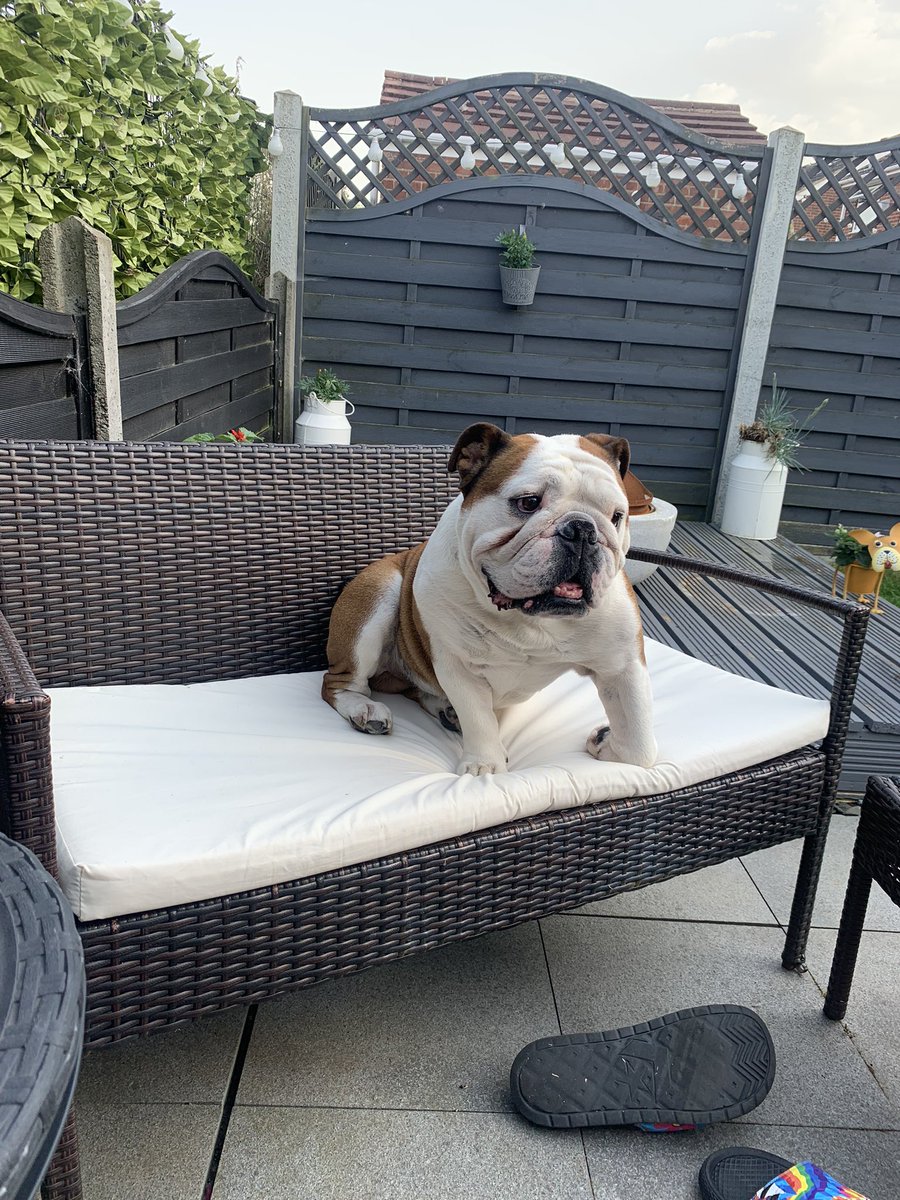 bulldog_harry's tweet photo. It’s shaded off in the garden so I’m allowed out. First chance I get I’m on the outdoor #ForbiddenSofa 🐶 #Bulldogs #HarryTheBulldog 🐾 #DogsofTwittter #WoofWoof #DoWhatIWant https://t.co/S9ebGxSp7I