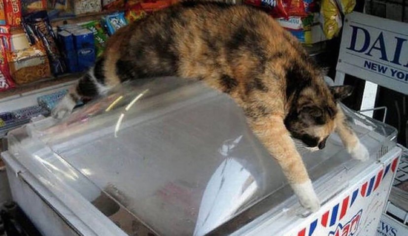 astraldesignltd's tweet photo. Take a #chillpill #pussycat https://t.co/ZVYvWux3LH
