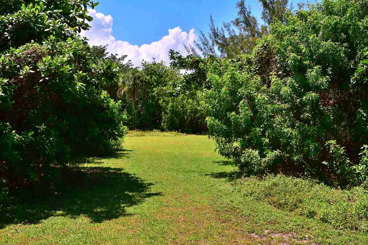MyBocaParks's tweet photo. Without the invasive plants, where will the #NaturePaths at Ocean Strand Park lead? To one of the best views in #BocaRaton. #OceanStrand is #ComingSoon to #Boca. #LoveBocaRaton #walk #walking #hike #scenery #landscapes #tuesdaymotivation https://t.co/2bDpFCQzcx