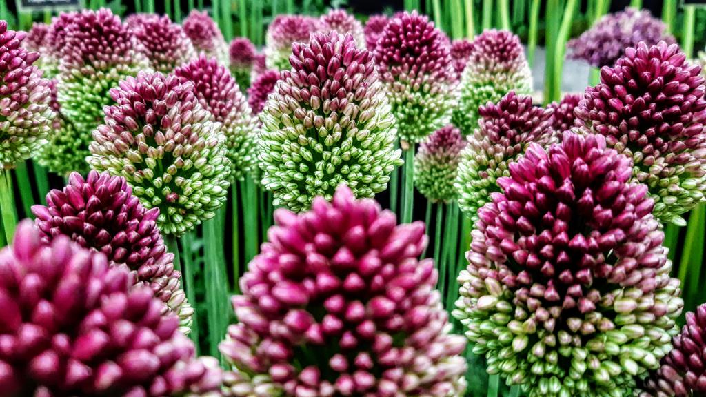 Andy Cradd ๐๐บ๐ฆ (@andycraddphotos) on Twitter photo Summer floral fiesta! #summer #hamptoncourt #gardenfestival #SummerVibes #FloralPhotography #summerflowers #floral #flowerphotography #Flowers #GardensHour #GardeningTwitter #GardenersWorld <a href="/AP_Magazine/">Amateur Photographer</a> <a href="/homesandgardens/">Homes & Gardens</a> <a href="/_houseandgarden/">House & Garden Magazine</a> <a href="/The_RHS/">The RHS</a> <a href="/RHSPressOffice/">RHSPressOffice</a> <a href="/SurreyLife/">Surrey Life</a> Summer floral fiesta! #summer #hamptoncourt #gardenfestival #SummerVibes #FloralPhotography #summerflowers #floral #flowerphotography #Flowers #GardensHour #GardeningTwitter #GardenersWorld <a href="/AP_Magazine/">Amateur Photographer</a> <a href="/homesandgardens/">Homes & Gardens</a> <a href="/_houseandgarden/">House & Garden Magazine</a> <a href="/The_RHS/">The RHS</a> <a href="/RHSPressOffice/">RHSPressOffice</a> <a href="/SurreyLife/">Surrey Life</a>