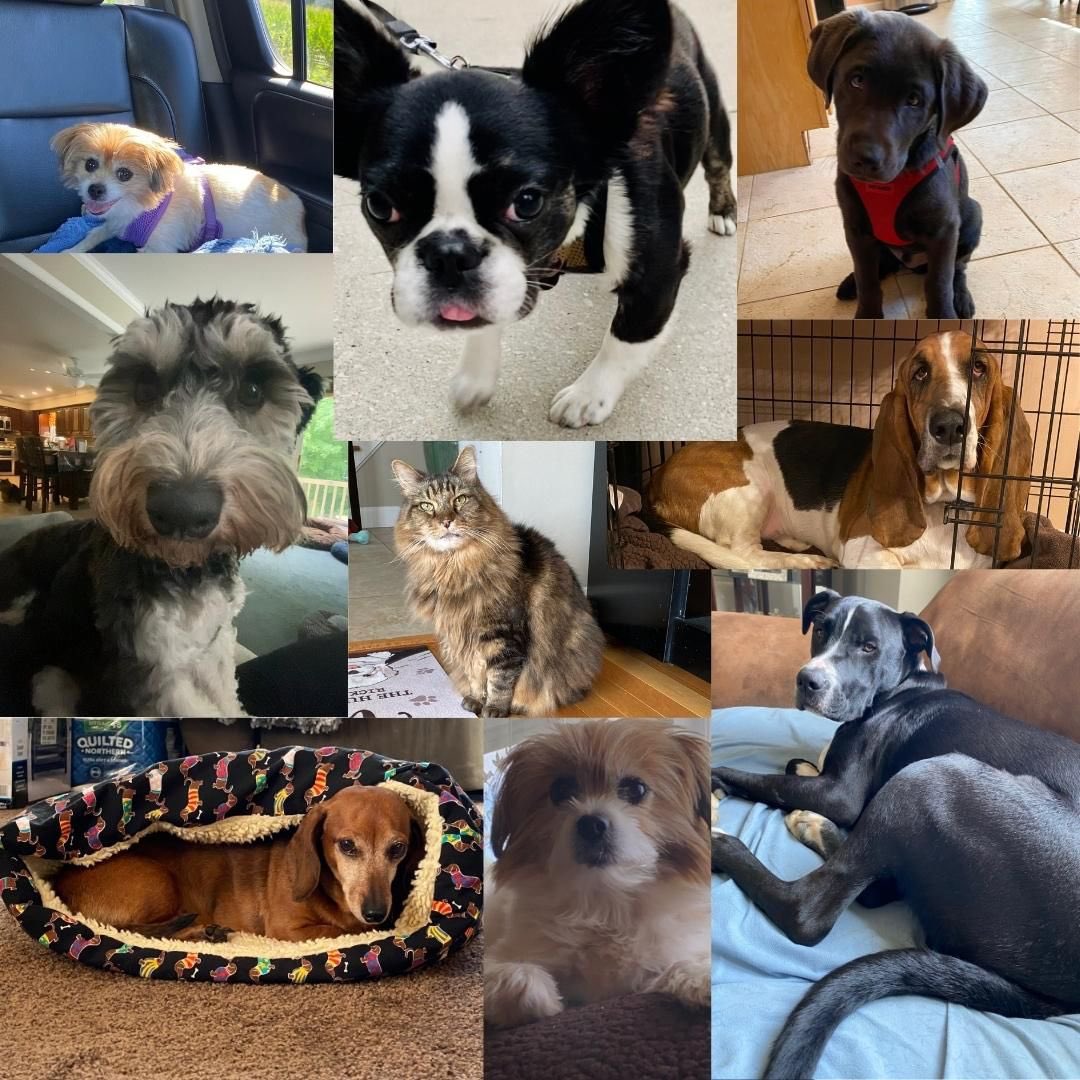 lexidubey's tweet photo. Growing up I’ve always had pets. I love animals. Pets are companions, as the saying goes, “A Man’s Best Friend.” Dogs and cats are always there for you and know when you are upset or happy. They can sense and see it. I will always help those I can. https://t.co/sTWFHBdBsX