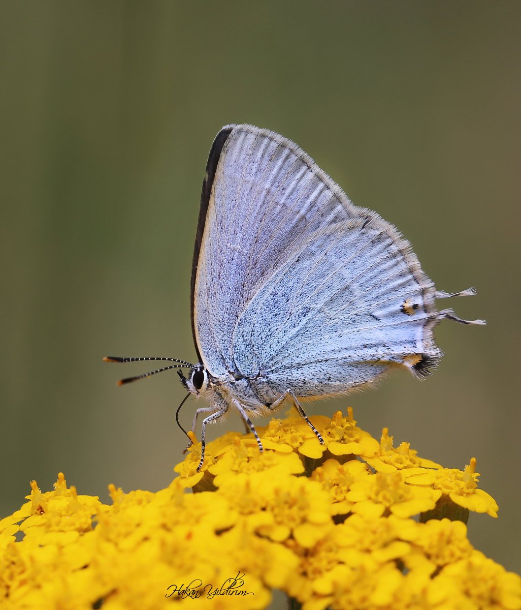 Sevbeni kelebeklerinin hepsi güzel de bu Mavi sevbeni ayrı güzel..

Mavi Sevbeni / Rebels hairstreak / Satyrium myrtale
Van Çatak 2022
#butterfly #NaturePhotography #Macro