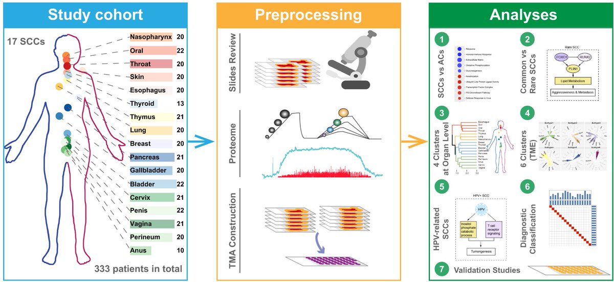 Nature Communications (@naturecomms) on Twitter photo #Proteomics analysis shows common proteins differentially expressed in #SquamousCellCarcinoma in different organs
#CancerResearch <a href="/NatResCancer/">Cancer at Nature Portfolio</a>
go.nature.com/3uUoW1h #Proteomics analysis shows common proteins differentially expressed in #SquamousCellCarcinoma in different organs
#CancerResearch <a href="/NatResCancer/">Cancer at Nature Portfolio</a>
go.nature.com/3uUoW1h