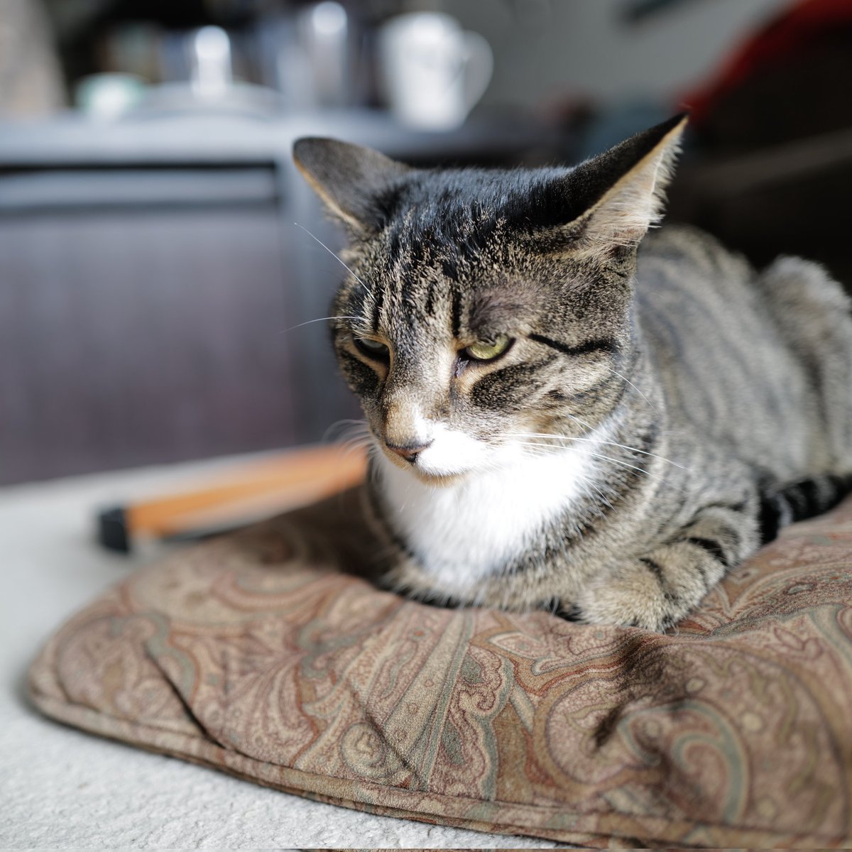 gameosicats's tweet photo. Grumpy boy #CatsOfTwitter https://t.co/kWEjtb0naI