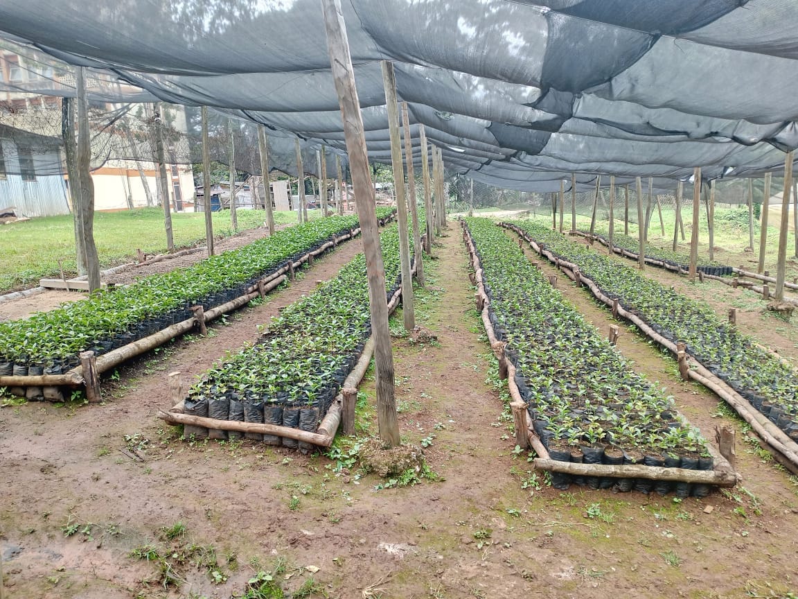 We are visiting Tropical Farm Management Kenya (TFMK) projects in Kisii County.

TFMK has engaged Gusii Union to strengthen their extension services and improve quality &amp; yield per tree from 1.2kg to 4 kg per tree.

Read more on the TFMK project -  agrifichallengefund.org/tropical-farm-…
