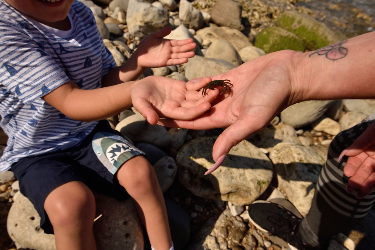 It must officially be summer because our rockpool rambles are back! 
On throughout August and led by our rangers at Combesgate beach (Nr Woolacombe) these rambles are a chance to discover and learn about the wildlife in the pools and on the beach. bit.ly/3OnZxEc 🦀🐙