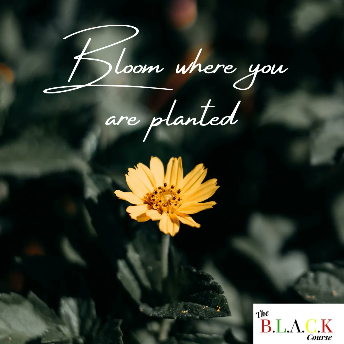 TheBLACKCourse's tweet photo. Bloom where you are planted!
Our team is considering in-person and virtual private trainings for groups and organizations. To start the conversation, email us at info@theblackcourse.
#theblackcourse #therevolutionwillbelatched #birth #lactation #accommodation #culture #kinship https://t.co/k0SBulow46