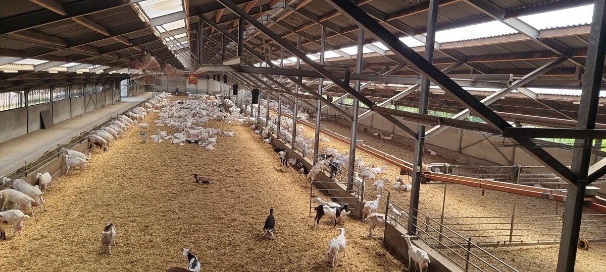 #geenhittestress 
Daksproeiers staan aan en zorgen dat het warme golfplaten dak afkoelt. De ventilators in de stal doen vervolgens de koelere lucht in de stal rond circuleren. Dit samen zorgt ervoor dat de stal 8° kouder is dan de buitentemperatuur.