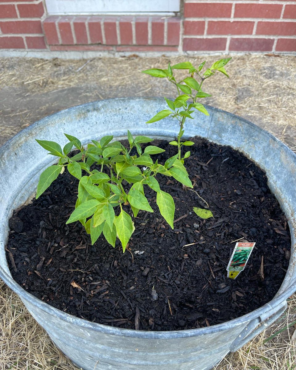 Stephens_PAS's tweet photo. Our mini-garden is producing! https://t.co/X0Q4gvrm9t