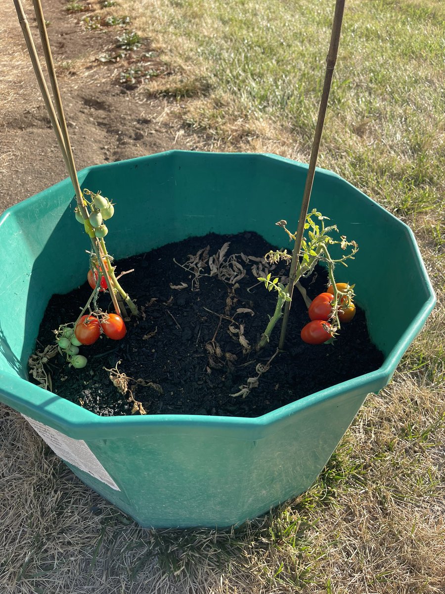 Stephens_PAS's tweet photo. Our mini-garden is producing! https://t.co/X0Q4gvrm9t