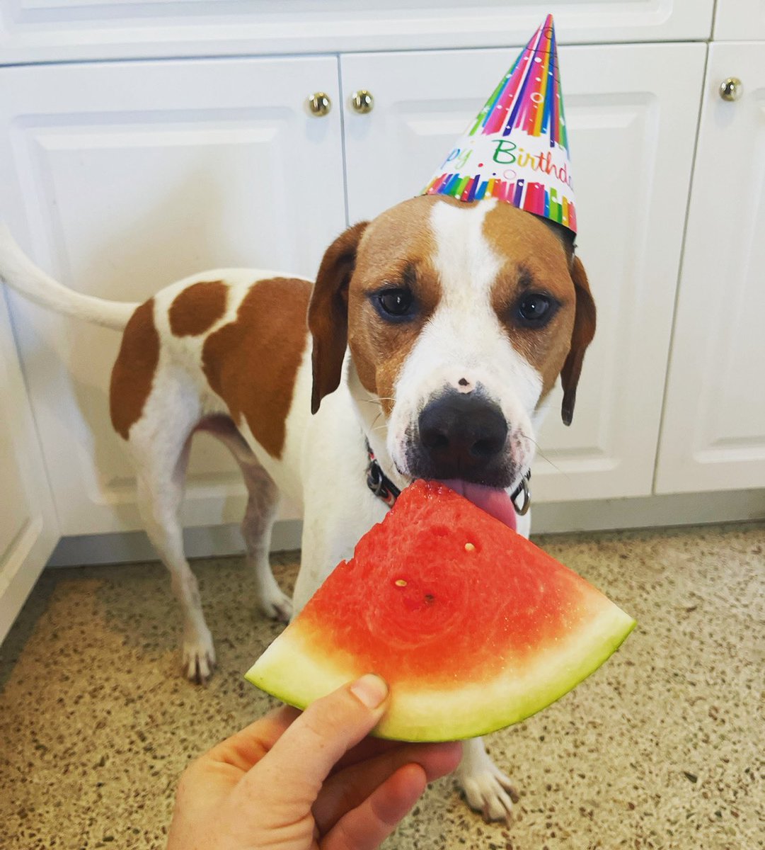 Happy birthday, Bucky!!! He’s made it to 6 years old thanks to your contributions! I cannot thank you all enough 😭💜💜💜 

Please consider donating to help fund his 2nd battle through cancer gofund.me/a34a89a5

#dogsoftwitter #BUCKYSTRONG