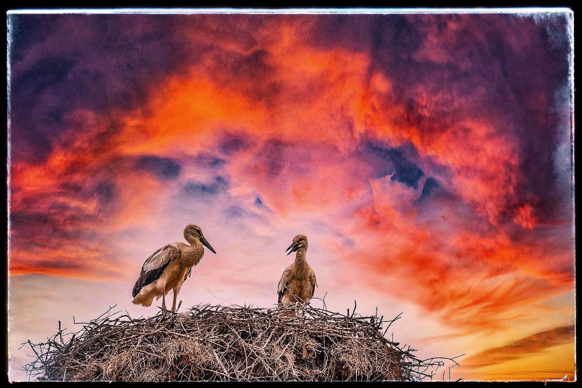 Saker falcon and White storks the sky #TwitterNatureCommunity #TwitterNaturePhotography #twitterbirdsofprey #twitterfalcons #twitterwildlife @LoxleyColour @NPAImages #whitestorks #storks #sunsetphotography @BirdWatchingMag