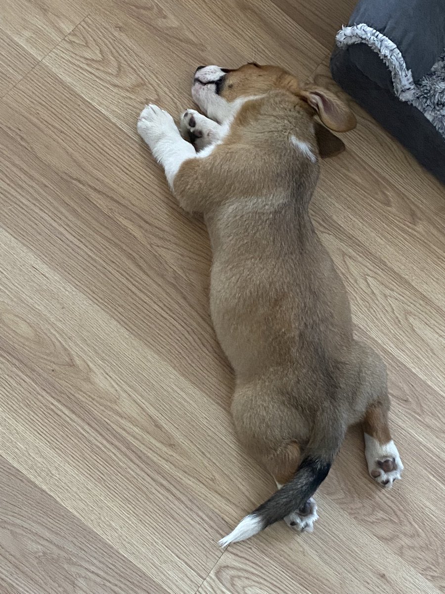 guacaholymoly_'s tweet photo. He’s the cutest little thing I’ve ever seen https://t.co/PZ9bnsTEbb