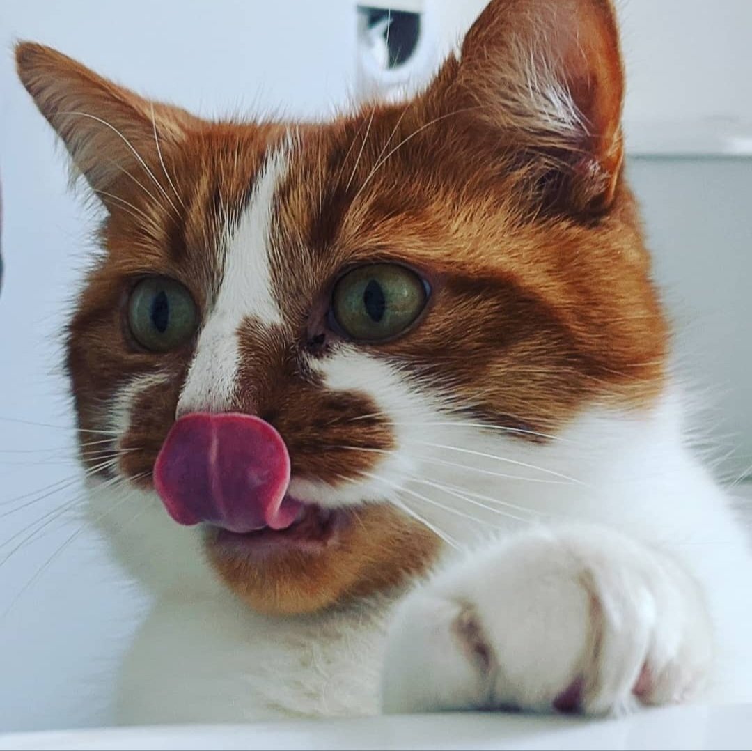 tomlachlan's tweet photo. #CatsofAccess
This is my boy, Sam! https://t.co/eLIeW9JEp7